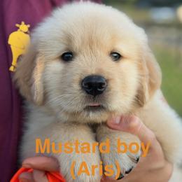 Mustard 15 - Golden male Golden Retriever puppy in Mills River, North Carolina from Appalachian Dog Training LLC