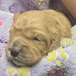 Hello Kitty - Red female Cockapoo puppy in Conklin, Michigan from Lake Michigan Couture Cavapoos & Cockapoos