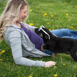 German Shepherd Puppies from Sonnenhügel Shepherds