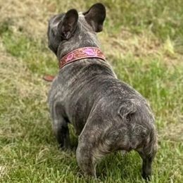 Nova - French Bulldog