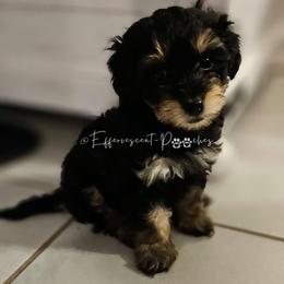 Henry - Blue and tan male Yorkipoo puppy in Coolidge, Arizona from Effervescent-Pooches