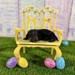 Siena - Black and tan female Dachshund puppy in Westport, Kentucky from Lonestar Creek Farm