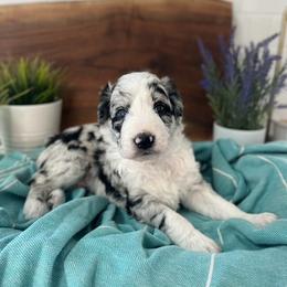 San Clemente - White and blue merle female Bordoodle puppy in Valley Center, California from Circle R Valley Bordoodls
