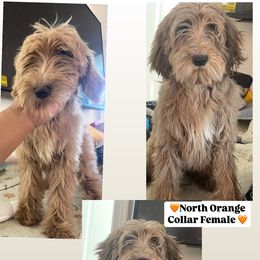 21 WEEKS OLD NORTH Orange Collar Female - Apricot Goldendoodle puppy in Brooklyn, New York from Lyon and Luna Goldendoodles Bernedoodles