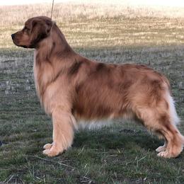 Sully - Golden Retriever