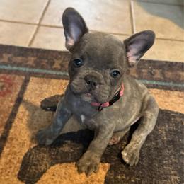 Pink collar - Blue fawn female French Bulldog puppy in Livingston, Texas from Drake Home Frenchies
