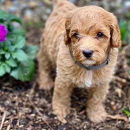 Gray Boy 5 - Apricot male Goldendoodle puppy in Covington, Louisiana from MyKy Puppies
