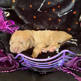 Harlow - Lilac Fawn POL - Chocolate female Great Dane puppy in Morton, Illinois from That Gurl K9s