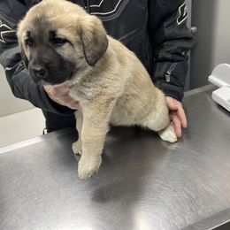 Anatolian Shepherd Dog Puppies from Smithville Hay Livestock Guardian Dogs