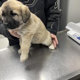Anatolian Shepherd Dog Puppies from Smithville Hay Livestock Guardian Dogs