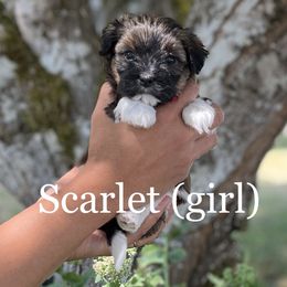 Havanese Puppies from Hoodview Havanese