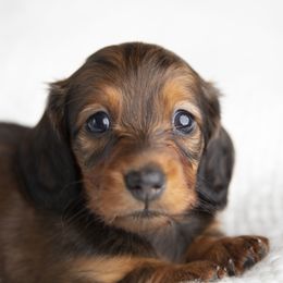 Dachshund Puppies from MyGaDachs