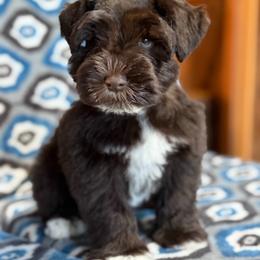 Maverick - Liver male Miniature Schnauzer puppy in Sterling, Idaho from Sterling Schnauzer's