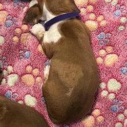 Dachshund Puppies from Witchy Woman’s Wiener’s