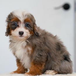 Leia - Merle female Bernedoodle puppy in Dundee, Ohio from Down Home Doodle