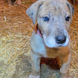 SettleIt - Brindle female Great Dane puppy in Street, Maryland from Grant’s Gorgeous Greats