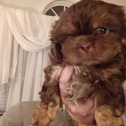 Reese - Chocolate and tan female Shih Tzu puppy in Browns Summit, North Carolina from Lisa's Shih Tzus