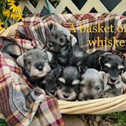 Miniature Schnauzers from Faith Farm Miniature Schnauzers