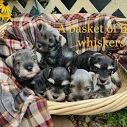 Miniature Schnauzers from Faith Farm Miniature Schnauzers