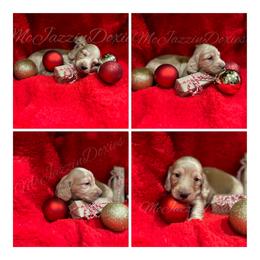Dachshund Puppies from McJazzin Doxies