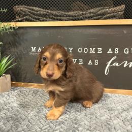 Rosie - Chocolate and tan female Dachshund puppy in Stilwell, Oklahoma from B & K Dachshunds