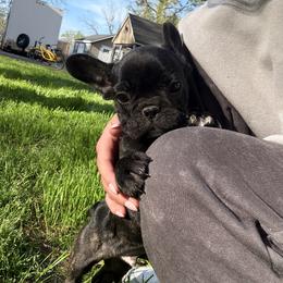 French Bulldog Puppies from Black Water Frenchies