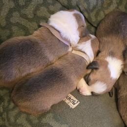 Pembroke Welsh Corgis from Spartan Corgi's