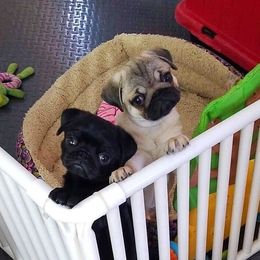 Havanese and Pug Puppies from Casa Blanca Pugs & Mardi Gras Havanese