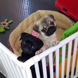 Havanese and Pug Puppies from Casa Blanca Pugs & Mardi Gras Havanese
