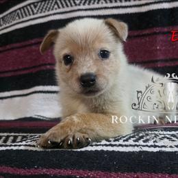 Eros - Red speckled male Australian Cattle Dog puppy in Silsbee, Texas from Rockin ND Ranch
