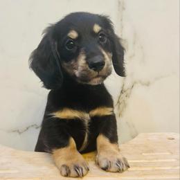 Rory - Black and cream male Dachshund puppy in Altus, Oklahoma from Johnson Prairie Pups