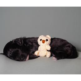 Bashful (Yellow Collar) - Black female Shihpoo puppy in Las Vegas, Nevada from Plush Toy Poodle Puppies & Pals