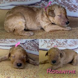 Rodanthe - Apricot female Poodle puppy in Swansboro, North Carolina from Monarch Standard Poodles