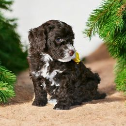 Yellow - Chocolate female Australian Labradoodle puppy in Milton, North Carolina from Good Day Doodles