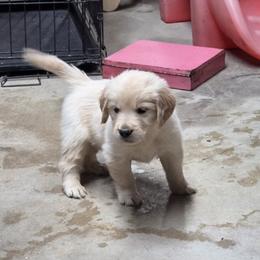 Kiara Boy 8 - Golden male Golden Retriever puppy in Niles, Michigan from Christiana Creek Goldens