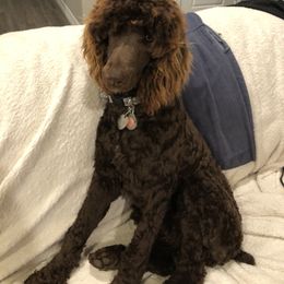 Sara - Poodle