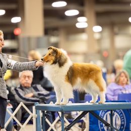 Lilly - Shetland Sheepdog