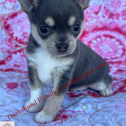 Baby Tux - Blue and white male Chihuahua puppy in Chino Valley, Arizona from Dachshund Family Love Breeders