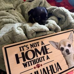 Boy 5 - Black and white male Chihuahua puppy in Scranton, Pennsylvania from Grammy Farm
