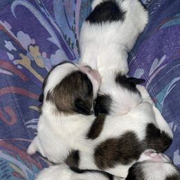 Shih Tzu Puppies from ❤️🐾Shihtzu