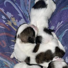 Shih Tzu Puppies from ❤️🐾Shihtzu