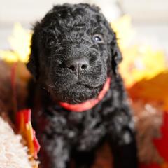 Curly-Coated Retriever Puppies from CHAPARRAL CURLY RETRIEVERS