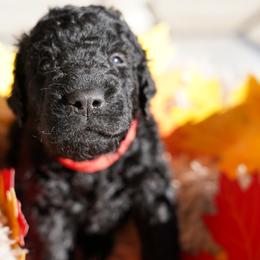 Curly-Coated Retriever Puppies from CHAPARRAL CURLY RETRIEVERS
