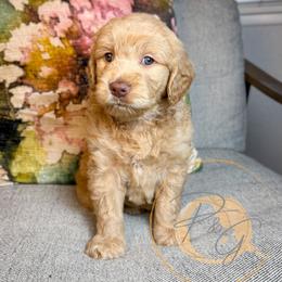 Blanche (purple collar) - Apricot female Goldendoodle puppy in Murrieta, California from Apricot Poodles & Goldendoodles, LLC