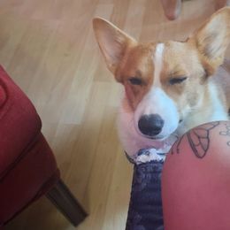 Arlington - American Corgi