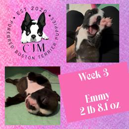 Emmy - Black brindle and white female Boston Terrier puppy in Jupiter, Florida from CJM Boston and Boxer Puppies