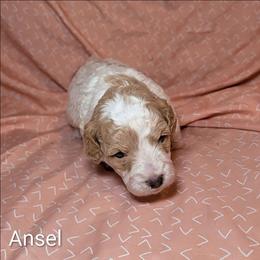 Ansel - Red and white female Cockapoo puppy in Sunset, Louisiana from Cano Cockapoos