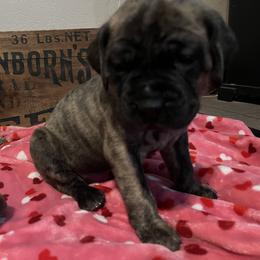 Mastiff Puppies from English Mastiff