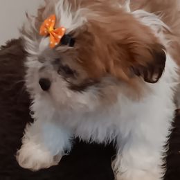 Shih Tzu Puppies from The Magical Cottage Farm