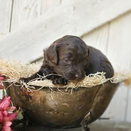 Maple - Brown female Cockapoo puppy in Seattle, Washington from Sweet Home Doodles